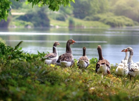 wild-geese-3379677_1920